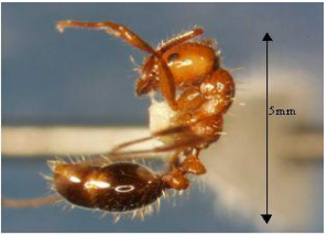 2022-04-19-15_09_11-Pest-Alert_-Red-imported-fire-ant-1