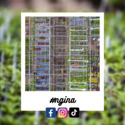 #ngina-4