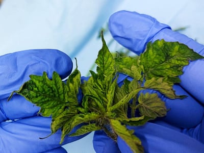 Tomato Virius leaf