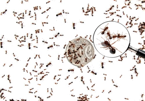 Various-sizes-of-fire-ants-on-10-cent-coin-1